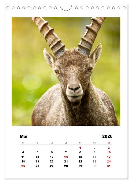 Produktbild: Alpen-Steinb&ouml;cke, imposante Horntr&auml;ger (Wandkalender 2026 DIN A4 hoch), CALVENDO Monatskalender