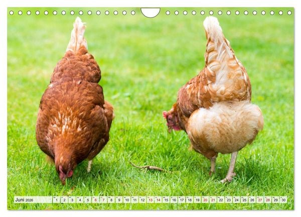 Produktbild: Popo-Kalender (Wandkalender 2026 DIN A4 quer), CALVENDO Monatskalender