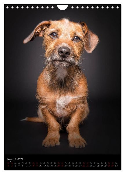Produktbild: Hunde-Augen-Blicke (Wandkalender 2026 DIN A4 hoch), CALVENDO Monatskalender