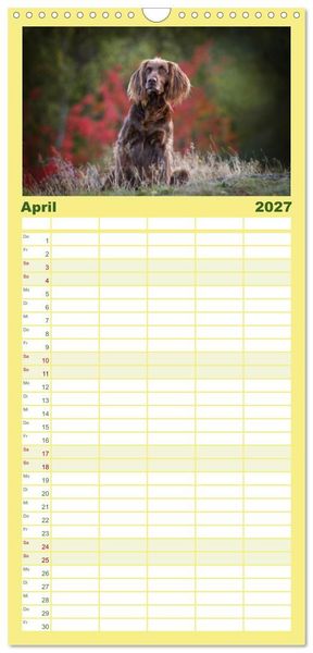 Produktbild: Familienplaner 2027 - Passion Jagdhund - Deutsch Langhaar mit 5 Spalten (Wandkalender, 21 x 45 cm) CALVENDO