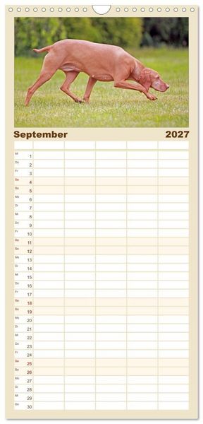 Produktbild: Familienplaner 2027 - Magyar Vizsla - Vielseitiger Jagdhund mit 5 Spalten (Wandkalender, 21 x 45 cm) CALVENDO