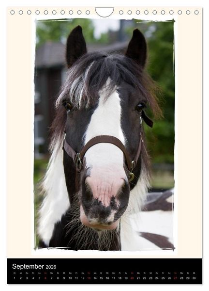 Produktbild: Gypsy's (Wandkalender 2026 DIN A4 hoch), CALVENDO Monatskalender