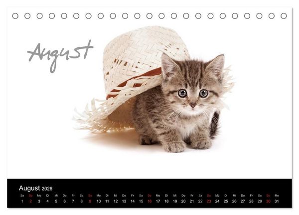 Produktbild: Katzenbabys (Tischkalender 2026 DIN A5 quer), CALVENDO Monatskalender