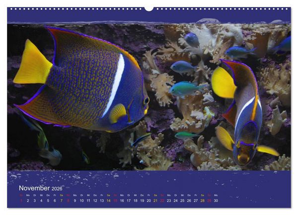 Produktbild: Korallenfische im Lichtschimmer des Meeres (hochwertiger Premium Wandkalender 2026 DIN A2 quer), Kunstdruck in Hochglanz