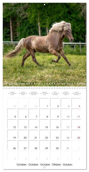 Produktbild: Charming Icelandic Horses (Wall Calendar 2026 12 &times; 12 Inch) CALVENDO 12 Month Wall Calendar