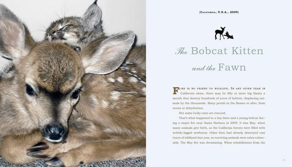 Produktbild: Unlikely Friendships