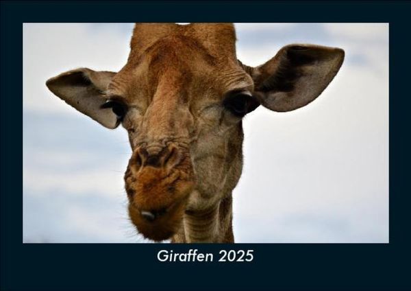 Produktbild: Giraffen 2025 Fotokalender DIN A5