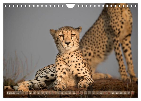 Produktbild: Geparden - Die Sch&ouml;nheiten Afrikas (Wandkalender 2026 DIN A4 quer), CALVENDO Monatskalender