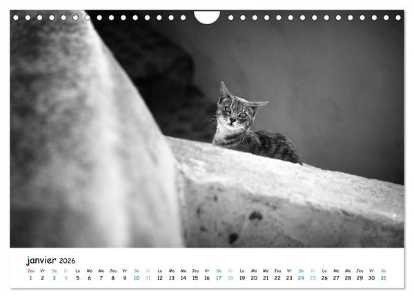 Produktbild: Chats de Santorin - Les princes d'Oia en noir et blanc (Calendrier mural 2026 DIN A4 vertical), CALVENDO calendrier mensuel