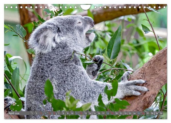 Produktbild: Australia - Metropolises &bull; Outback &bull; Rainforest &bull; Koalas (Wall Calendar 2026 DIN A4 landscape), CALVENDO 12 Month Wall Calendar