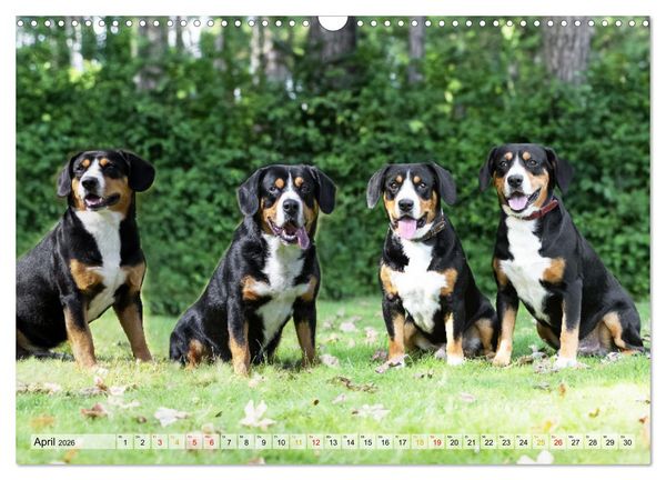 Produktbild: Entlebucher - Temperamentvolle Schweizer Sennenhunde (Wandkalender 2026 DIN A3 quer), CALVENDO Monatskalender