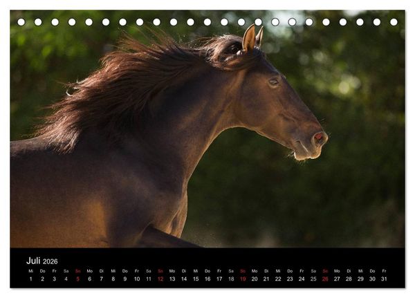 Produktbild: Spaniens stolze Pferde (Tischkalender 2026 DIN A5 quer), CALVENDO Monatskalender