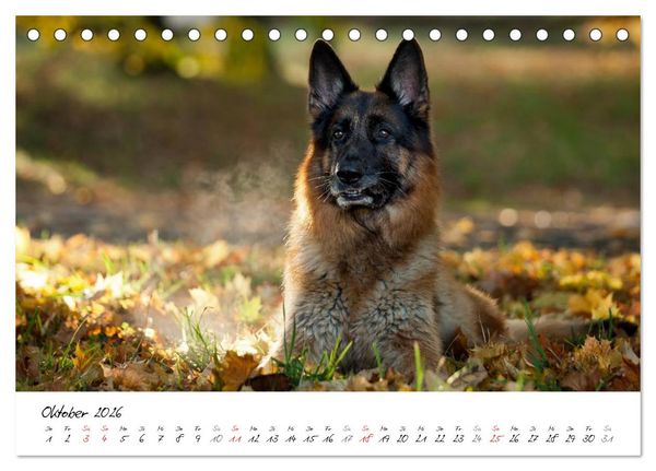 Produktbild: Deutsche Sch&auml;ferhunde - Traumhunde (Tischkalender 2026 DIN A5 quer), CALVENDO Monatskalender