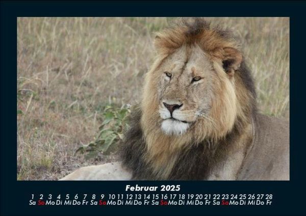 Produktbild: Tiere in der Wildnis 2025 Fotokalender DIN A5
