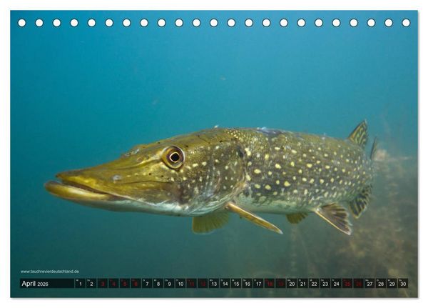 Produktbild: Tauchrevier Deutschland - Der Hecht (Esox lucius) (Tischkalender 2026 DIN A5 quer), CALVENDO Monatskalender