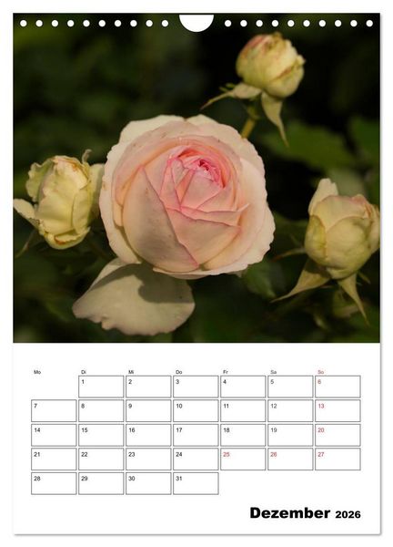 Produktbild: Zauberhafte Rosen (Wandkalender 2026 DIN A4 hoch), CALVENDO Monatskalender