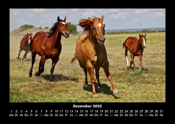 Produktbild: Pferdetraum 2025 Fotokalender DIN A3