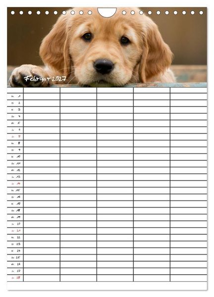 Produktbild: Familienplaner: Golden Retriever Welpen (Wandkalender 2027 DIN A4 hoch), CALVENDO Monatskalender