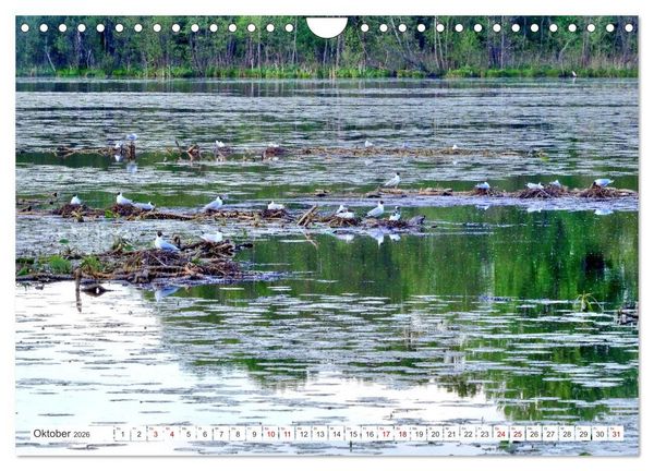 Produktbild: Gr&uuml;nes Estland - Naturparadies am Baltischen Meer (Wandkalender 2026 DIN A4 quer), CALVENDO Monatskalender