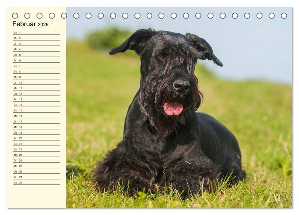 Produktbild: Treuer Freund Riesenschnauzer (Tischkalender 2026 DIN A5 quer), CALVENDO Monatskalender