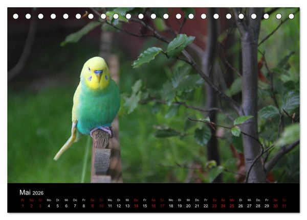 Produktbild: Wellensittichtr&auml;ume - Der neue Wellensittich-Naturkalender (Tischkalender 2026 DIN A5 quer), CALVENDO Monatskalender