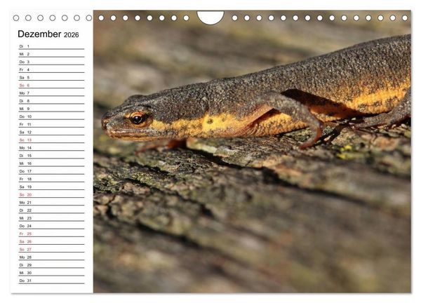 Produktbild: Amphibien und Reptilien (Wandkalender 2026 DIN A4 quer), CALVENDO Monatskalender