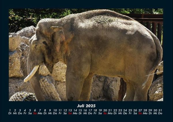 Produktbild: Elefanten 2025 Fotokalender DIN A4