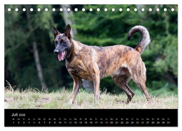 Produktbild: Holl&auml;ndischer Sch&auml;ferhund (Tischkalender 2026 DIN A5 quer), CALVENDO Monatskalender