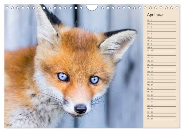 Produktbild: Verspielte Fuchswelpen - Allein zu Haus' (Wandkalender 2026 DIN A4 quer), CALVENDO Monatskalender
