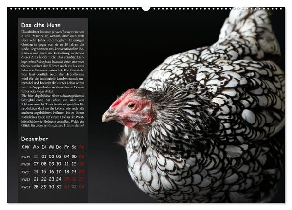 Produktbild: Von der Einzigartigkeit der H&uuml;hner 2026 (hochwertiger Premium Wandkalender 2026 DIN A2 quer), Kunstdruck in Hochglanz