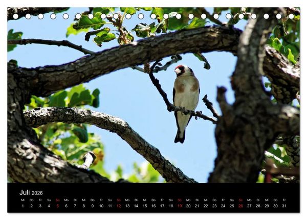 Produktbild: Kalabrien: Wo die Sonne Urlaub macht (Tischkalender 2026 DIN A5 quer), CALVENDO Monatskalender