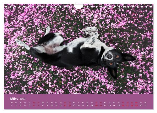 Produktbild: Border Collie Kalender &ndash; Ausdrucksstarke Close-up-Portraits durch die Jahreszeiten (Wandkalender 2027 DIN A4 quer), CALVENDO Monatskalender