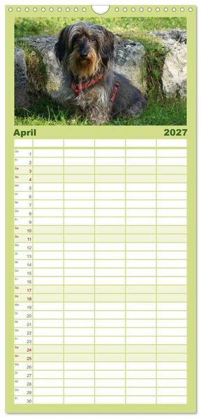 Produktbild: Familienplaner 2027 - Der Zwergrauhaardackel - Eigensinnig und Liebenswert mit 5 Spalten (Wandkalender, 21 x 45 cm) CALVENDO