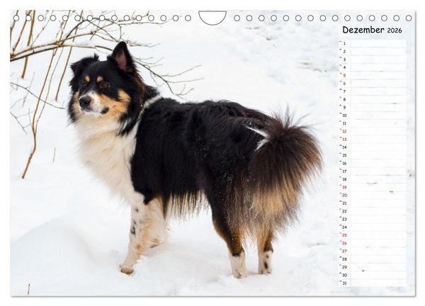 Produktbild: Geliebte Tiere auf dem Bauernhof (Wandkalender 2026 DIN A4 quer), CALVENDO Monatskalender