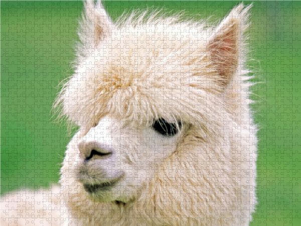 Produktbild: CALVENDO Puzzle Alpaka: Flauschig und weich - Wieso macht mit mir eigentlich keiner Werbung? | 1000 Teile Lege-Gr&ouml;&szlig;e 64x48cm Foto-Puzzle f&uuml;r gl&uuml;cklich