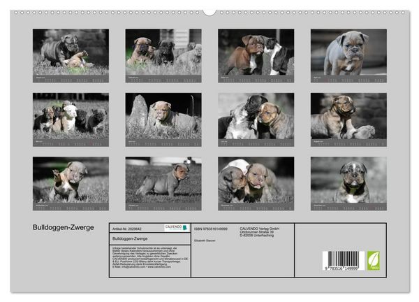 Produktbild: Bulldoggen-Zwerge (hochwertiger Premium Wandkalender 2026 DIN A2 quer), Kunstdruck in Hochglanz