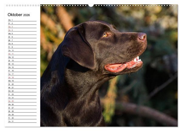 Produktbild: Labrador Retriever - Freunde f&uuml;r&acute;s Leben (hochwertiger Premium Wandkalender 2026 DIN A2 quer), Kunstdruck in Hochglanz