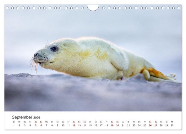 Produktbild: Junge Kegelrobben (Wandkalender 2026 DIN A4 quer), CALVENDO Monatskalender