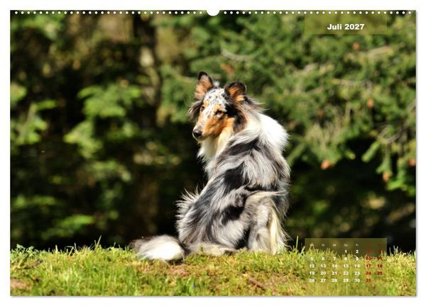 Produktbild: Collies? Was sonst! (Wandkalender 2027 DIN A2 quer), CALVENDO Monatskalender