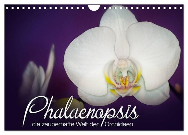 Produktbild: Phalaenopsis - die zauberhafte Welt der Orchideen (Wandkalender 2026 DIN A4 quer), CALVENDO Monatskalender