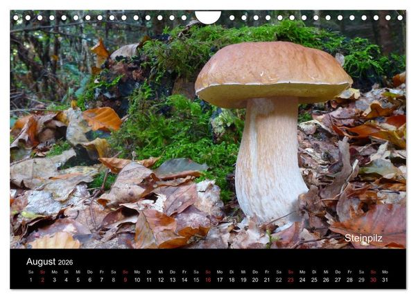 Produktbild: Pilzkalender (Wandkalender 2026 DIN A4 quer), CALVENDO Monatskalender