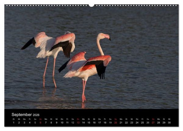 Produktbild: Flamingos der Camargue 2026 (hochwertiger Premium Wandkalender 2026 DIN A2 quer), Kunstdruck in Hochglanz