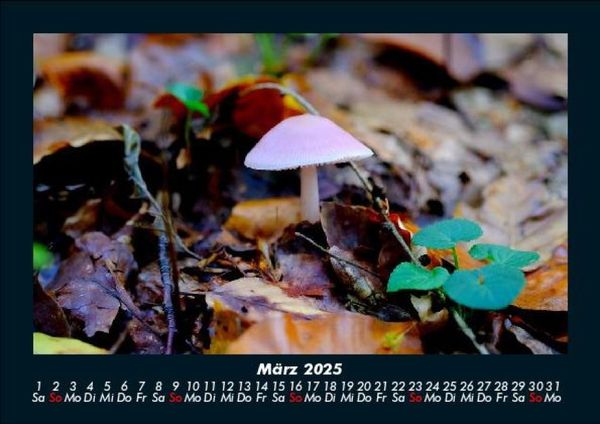 Produktbild: Pilzkalender 2025 Fotokalender DIN A5