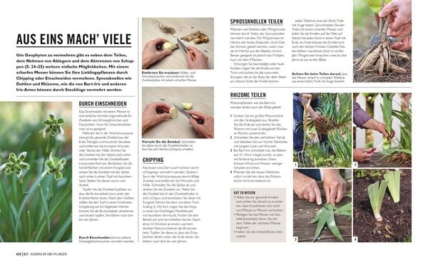 Produktbild: Gr&uuml;nes Gartenwissen. Zwiebel- und Knollenpflanzen