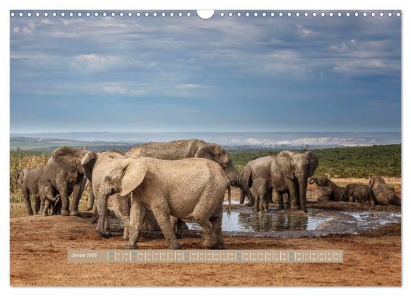 Produktbild: Afrikas Tierwelt - Wilde Elefanten (Wandkalender 2026 DIN A3 quer), CALVENDO Monatskalender