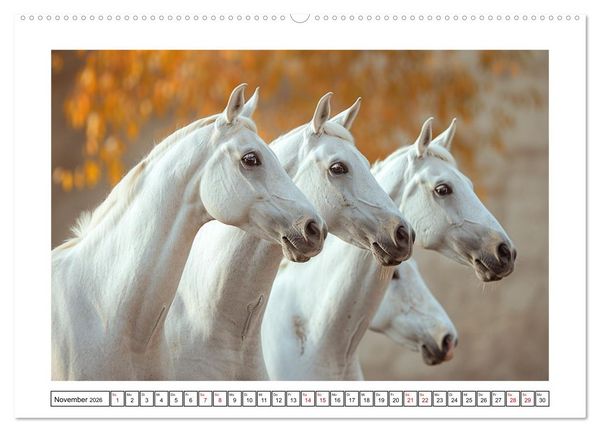 Produktbild: Bezaubernde Eleganz wei&szlig;er Pferde (hochwertiger Premium Wandkalender 2026 DIN A2 quer), Kunstdruck in Hochglanz