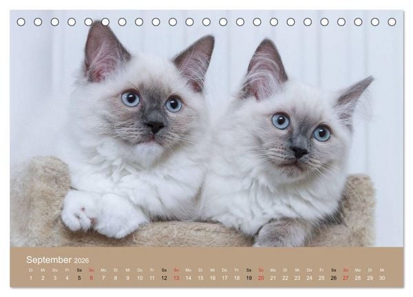 Produktbild: Verliebt in Ragdolls ... die sanfte Katzenrasse (Tischkalender 2026 DIN A5 quer), CALVENDO Monatskalender