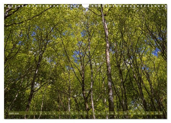 Produktbild: Spaziergang im Wald (Wandkalender 2026 DIN A3 quer), CALVENDO Monatskalender