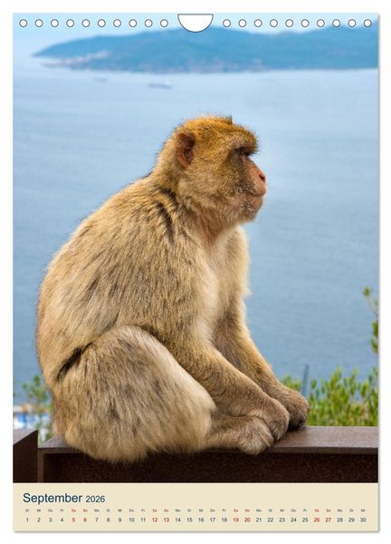 Produktbild: Gibraltar - Die Heimat der Berberaffen auf dem Rock (Wandkalender 2026 DIN A4 hoch), CALVENDO Monatskalender