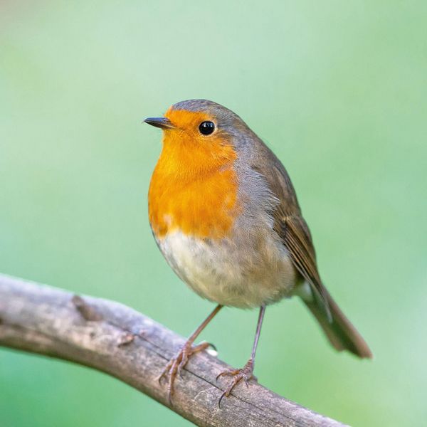 Produktbild: Birds 2027
